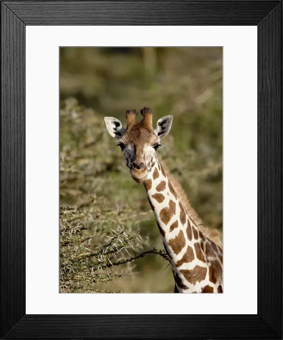 Framed Print : Young Rothschilds giraffe (Giraffa camelopardalis rothschildi), Lake Nakuru National Park Framed Print : Young Rothschilds giraffe (Giraffa camelopardalis rothschildi), Lake Nakuru National Park