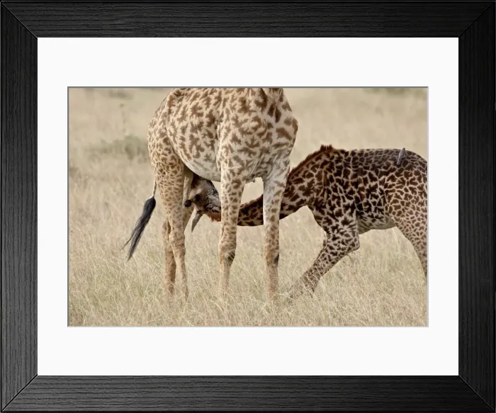 Framed Print : Baby Masai giraffe (Giraffa camelopardalis tippelskirchi) nursing, Masai Mara National Reserve Framed Print : Baby Masai giraffe (Giraffa camelopardalis tippelskirchi) nursing, Masai Mara National Reserve