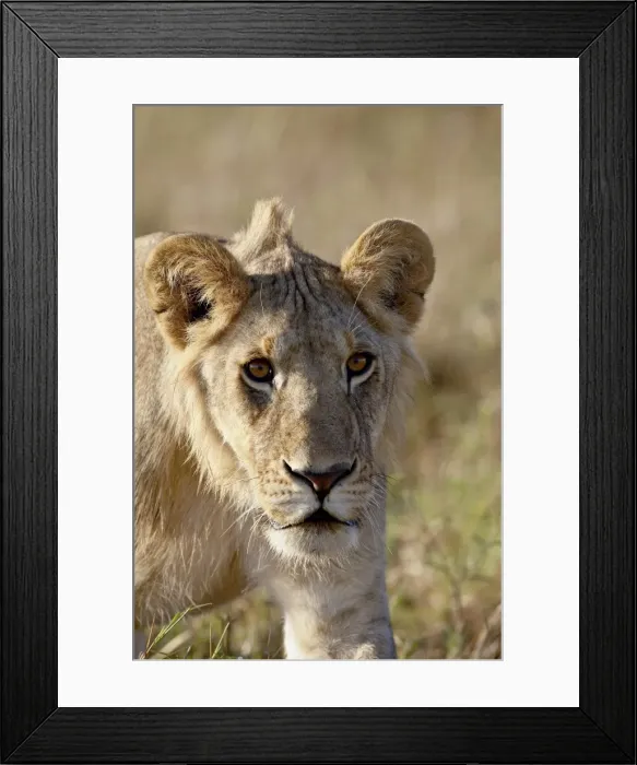 Framed Print : Young male lion (Panthera leo), Masai Mara National Reserve, Kenya, East Africa, Africa Framed Print : Young male lion (Panthera leo), Masai Mara National Reserve, Kenya, East Africa, Africa
