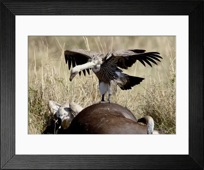 Framed Print : Immature African white-backed vulture (Gyps africanus) atop a Cape buffalo Framed Print : Immature African white-backed vulture (Gyps africanus) atop a Cape buffalo