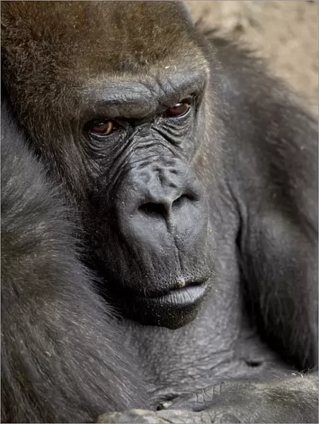 Female Western lowland gorilla (Gorilla gorilla gorilla) in captivity, Rio Grande Zoo