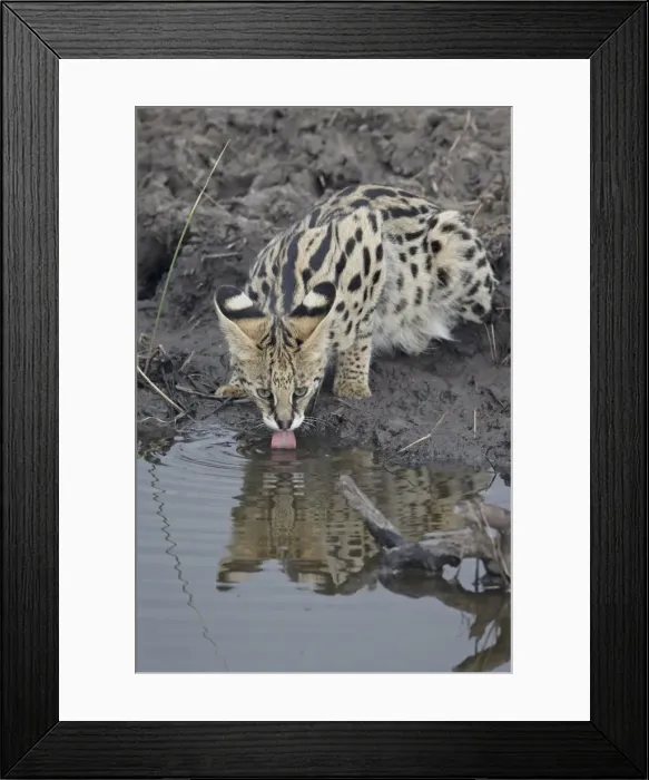 Framed Print : Serval (Felis serval) drinking, Masai Mara National Reserve, Kenya, East Africa, Africa Framed Print : Serval (Felis serval) drinking, Masai Mara National Reserve, Kenya, East Africa, Africa