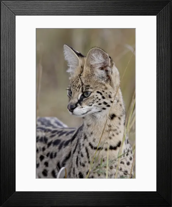 Framed Print : Serval (Felis serval), Masai Mara National Reserve, Kenya, East Africa, Africa Framed Print : Serval (Felis serval), Masai Mara National Reserve, Kenya, East Africa, Africa