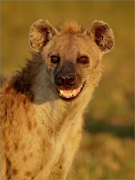 Spotted hyena (spotted hyaena) (Crocuta crocuta), Masai Mara National Reserve