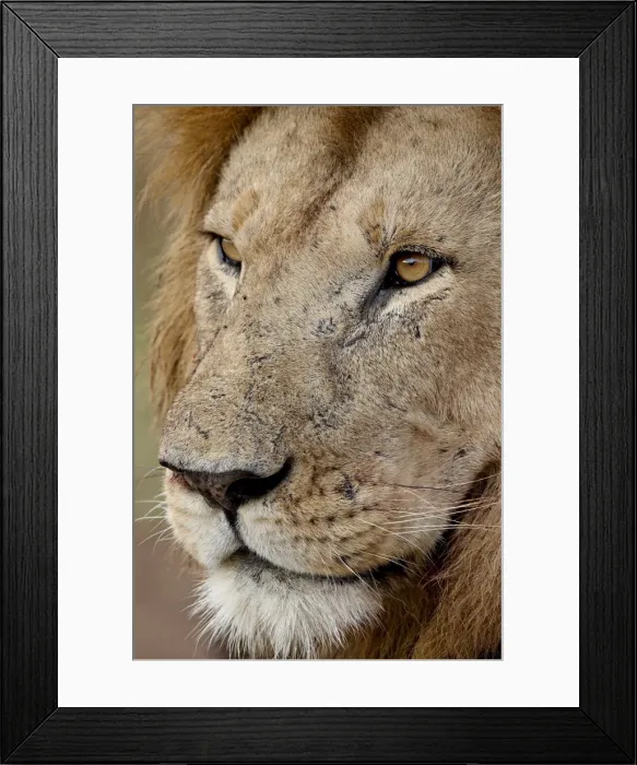 Framed Print : Lion (Panthera leo) up close, Masai Mara National Reserve, Kenya, East Africa, Africa Framed Print : Lion (Panthera leo) up close, Masai Mara National Reserve, Kenya, East Africa, Africa