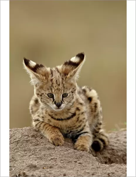 Serval (Felis serval) cub on termite mound showing the back of its ears