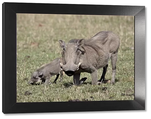 Warthog (Phacochoerus aethiopicus) mother and baby, Masai Mara National Reserve