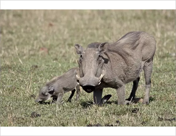 Warthog (Phacochoerus aethiopicus) mother and baby, Masai Mara National Reserve
