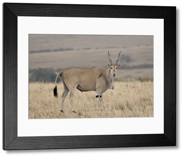 Framed Print : Common eland (Taurotragus oryx) with red-billed oxpecker (Buphagus erythrorhynchus) Framed Print : Common eland (Taurotragus oryx) with red-billed oxpecker (Buphagus erythrorhynchus)