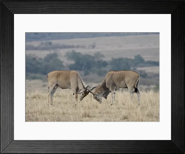 Framed Print : Two male common eland (Taurotragus oryx) sparring, Masai Mara National Reserve Framed Print : Two male common eland (Taurotragus oryx) sparring, Masai Mara National Reserve