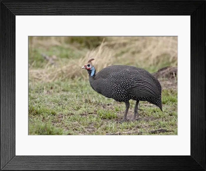 Framed Print : Helmeted guineafowl (Numida meleagris), Masai Mara National Reserve, Kenya Framed Print : Helmeted guineafowl (Numida meleagris), Masai Mara National Reserve, Kenya