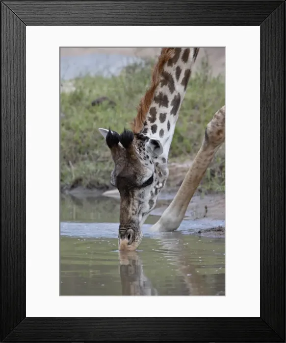 Framed Print : Masai giraffe (Giraffa camelopardalis tippelskirchi) drinking, Masai Mara National Reserve Framed Print : Masai giraffe (Giraffa camelopardalis tippelskirchi) drinking, Masai Mara National Reserve