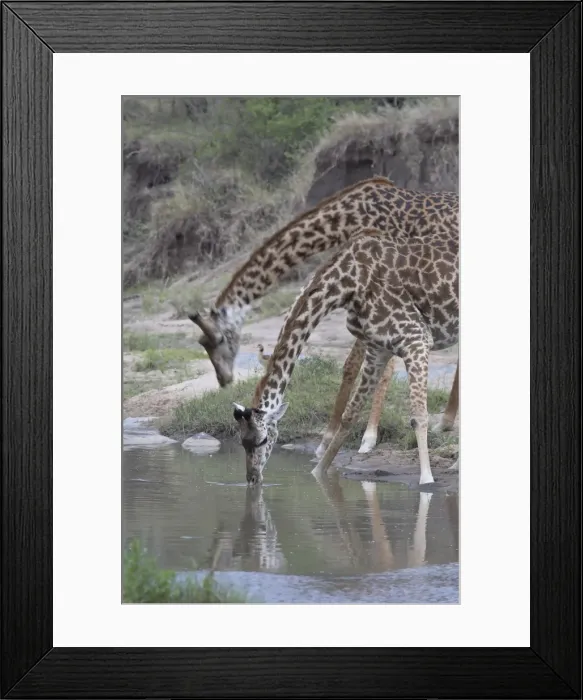 Framed Print : Two Masai giraffe (Giraffa camelopardalis tippelskirchi) drinking, Masai Mara National Reserve Framed Print : Two Masai giraffe (Giraffa camelopardalis tippelskirchi) drinking, Masai Mara National Reserve