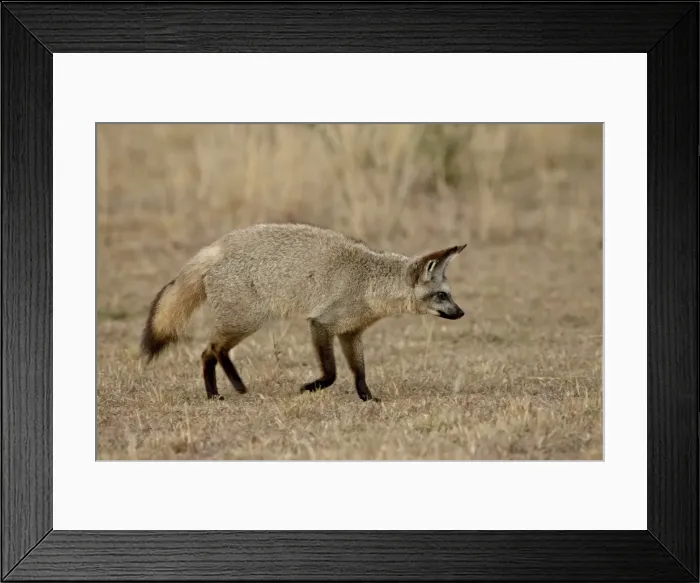 Framed Print : Bat-eared fox (Otocyon megalotis), Masai Mara National Reserve, Kenya, East Africa Framed Print : Bat-eared fox (Otocyon megalotis), Masai Mara National Reserve, Kenya, East Africa