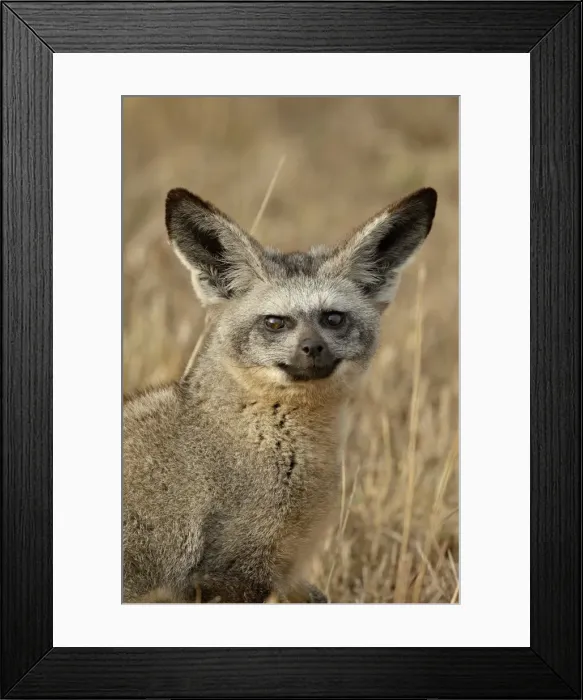 Framed Print : Bat-eared fox (Otocyon megalotis), Masai Mara National Reserve, Kenya, East Africa Framed Print : Bat-eared fox (Otocyon megalotis), Masai Mara National Reserve, Kenya, East Africa