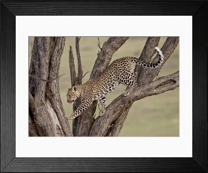 Framed Print : Leopard (Panthera pardus) in a tree, Masai Mara National Reserve, Kenya Framed Print : Leopard (Panthera pardus) in a tree, Masai Mara National Reserve, Kenya