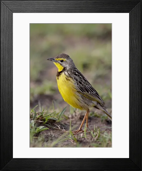 Framed Print : Yellow-throated longclaw (Macronyx croceus), Masai Mara National Reserve Framed Print : Yellow-throated longclaw (Macronyx croceus), Masai Mara National Reserve