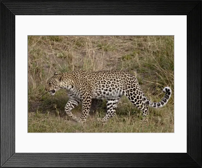 Framed Print : Leopard (Panthera pardus) walking, Masai Mara National Reserve, Kenya, East Africa Framed Print : Leopard (Panthera pardus) walking, Masai Mara National Reserve, Kenya, East Africa