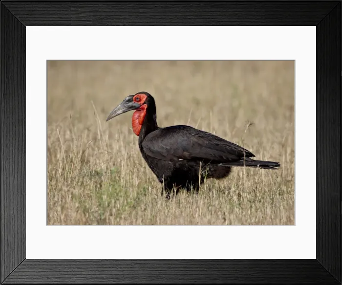 Framed Print : Southern ground-hornbill (Bucorvus leadbeateri), Masai Mara National Reserve Framed Print : Southern ground-hornbill (Bucorvus leadbeateri), Masai Mara National Reserve