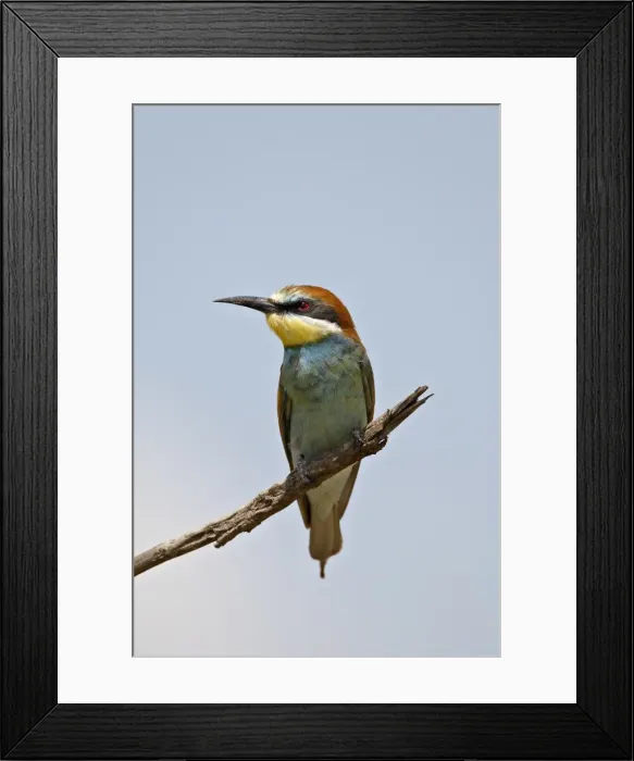 Framed Print : European bee-eater (golden-backed bee-eater) (Merops apiaster), Masai Mara National Reserve Framed Print : European bee-eater (golden-backed bee-eater) (Merops apiaster), Masai Mara National Reserve