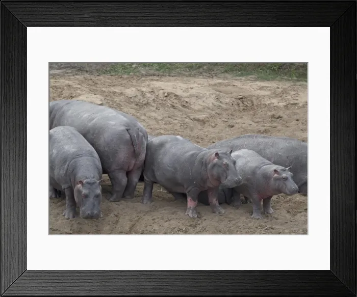 Framed Print : Hippopotamus (Hippopotamus amphibius) on land, Masai Mara National Reserve Framed Print : Hippopotamus (Hippopotamus amphibius) on land, Masai Mara National Reserve