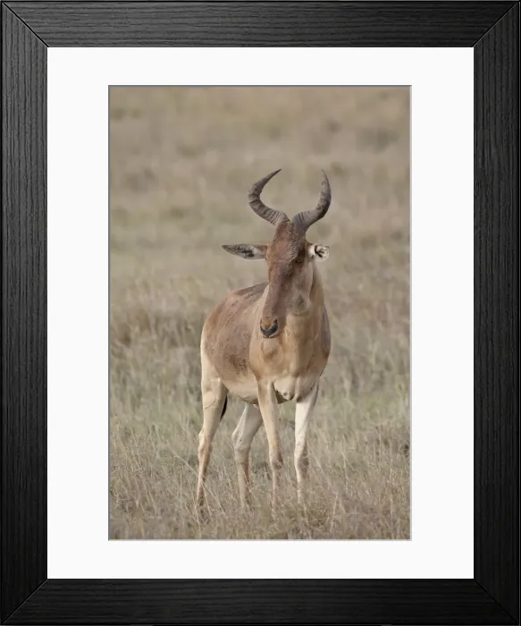 Framed Print : Cokes hartebeest (Alcelaphus buselaphus cokii), Masai Mara National Reserve Framed Print : Cokes hartebeest (Alcelaphus buselaphus cokii), Masai Mara National Reserve