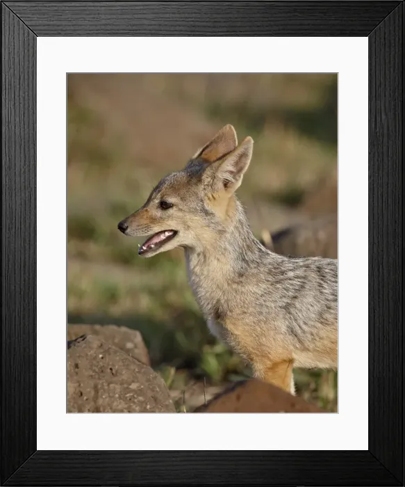 Framed Print : Black-backed jackal (silver-backed jackal) (Canis mesomelas) pup, Masai Mara National Reserve Framed Print : Black-backed jackal (silver-backed jackal) (Canis mesomelas) pup, Masai Mara National Reserve