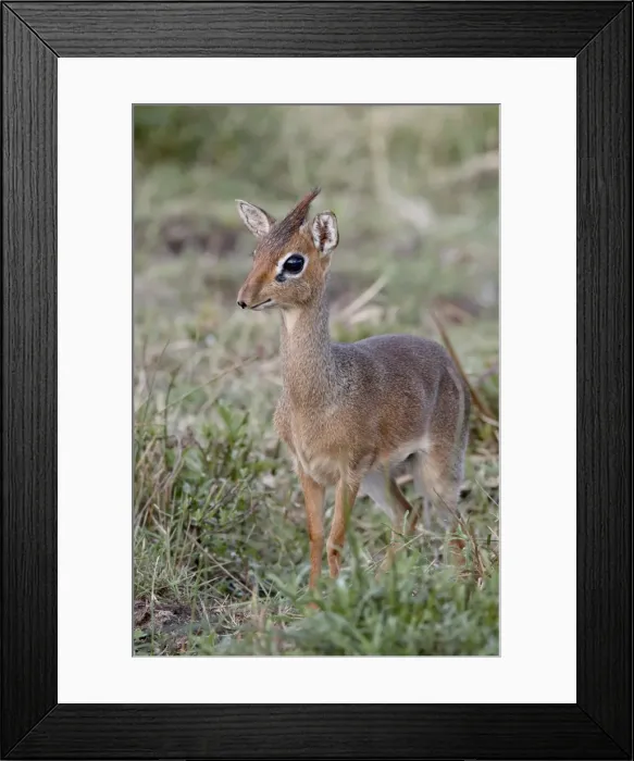 Framed Print : Kirks dik-dik (Madoqua kirkii), Masai Mara National Reserve, Kenya Framed Print : Kirks dik-dik (Madoqua kirkii), Masai Mara National Reserve, Kenya