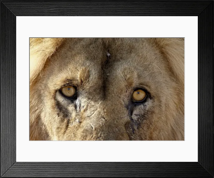 Framed Print : Lion (Panthera leo) eyes, Kgalagadi Transfrontier Park, encompassing the former Kalahari Gemsbok National Park Framed Print : Lion (Panthera leo) eyes, Kgalagadi Transfrontier Park, encompassing the former Kalahari Gemsbok National Park