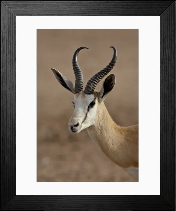 Framed Print : Male springbok (Antidorcas marsupialis), Kgalagadi Transfrontier Park, former Kalahari Gemsbok National Park Framed Print : Male springbok (Antidorcas marsupialis), Kgalagadi Transfrontier Park, former Kalahari Gemsbok National Park