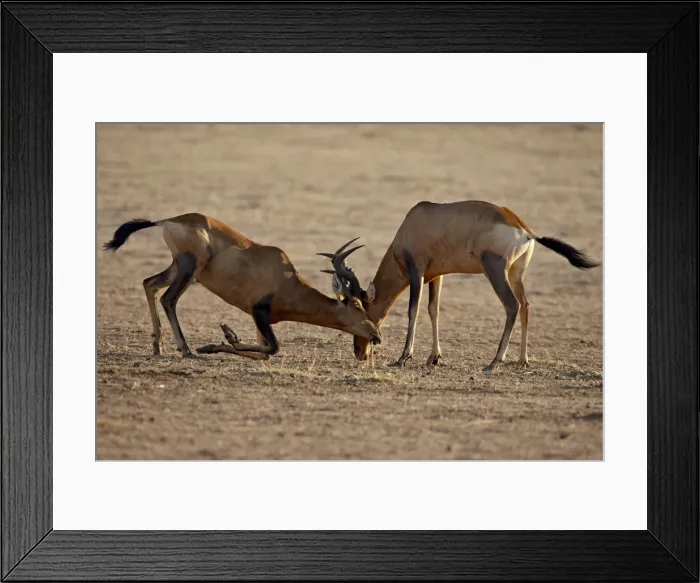 Framed Print : Two male red hartebeest (Alcelaphus buselaphus) sparring, Kgalagadi Transfrontier Park Framed Print : Two male red hartebeest (Alcelaphus buselaphus) sparring, Kgalagadi Transfrontier Park