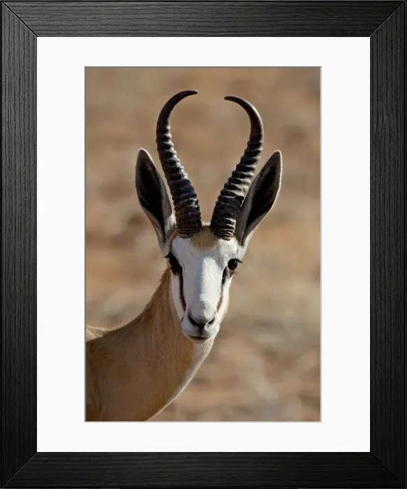 Framed Print : Male springbok (Antidorcas marsupialis), Kgalagadi Transfrontier Park, former Kalahari Gemsbok National Park Framed Print : Male springbok (Antidorcas marsupialis), Kgalagadi Transfrontier Park, former Kalahari Gemsbok National Park