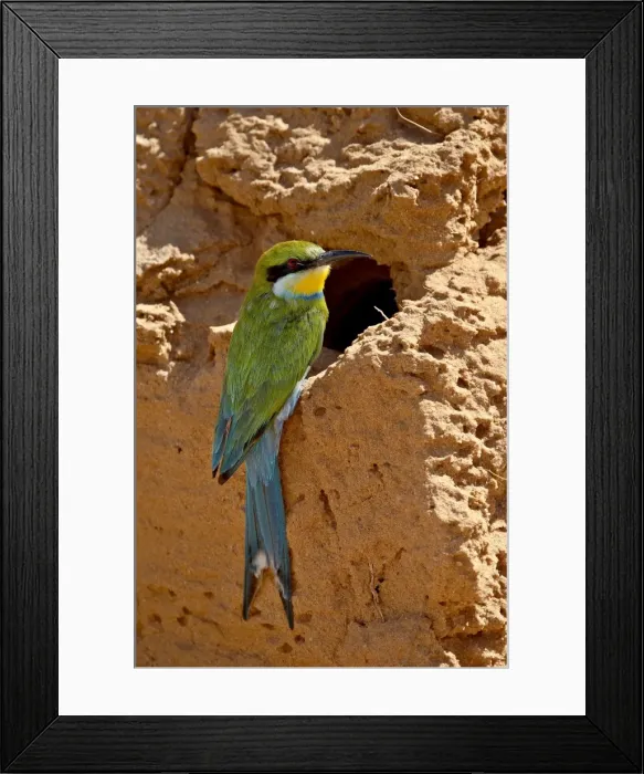 Framed Print : Swallow-tailed bee-eater (Merops hirundineus), Kgalagadi Transfrontier Park, South Africa Framed Print : Swallow-tailed bee-eater (Merops hirundineus), Kgalagadi Transfrontier Park, South Africa