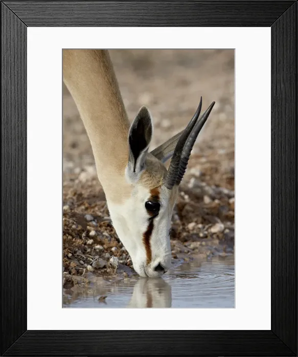 Framed Print : Female springbok (Antidorcas marsupialis) drinking, Kgalagadi Transfrontier Park Framed Print : Female springbok (Antidorcas marsupialis) drinking, Kgalagadi Transfrontier Park
