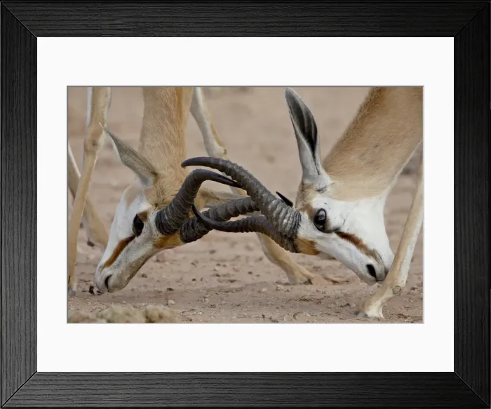 Framed Print : Two male springbok (Antidorcas marsupialis) sparring, Kgalagadi Transfrontier Park Framed Print : Two male springbok (Antidorcas marsupialis) sparring, Kgalagadi Transfrontier Park