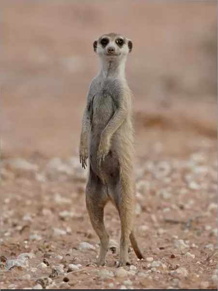 Meerkat (suricate) (Suricata suricatta) standing on its hind legs, Kgalagadi Transfrontier Park