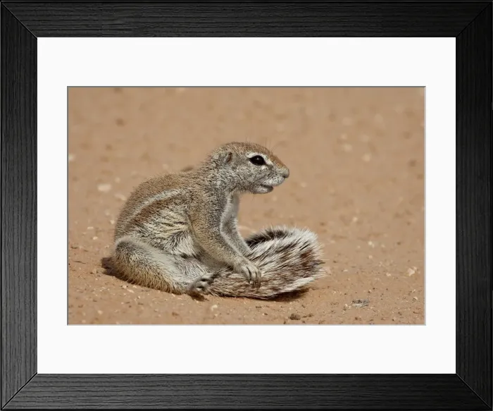 Framed Print : Cape ground squirrel (Xerus inauris) grooming, Kgalagadi Transfrontier Park Framed Print : Cape ground squirrel (Xerus inauris) grooming, Kgalagadi Transfrontier Park