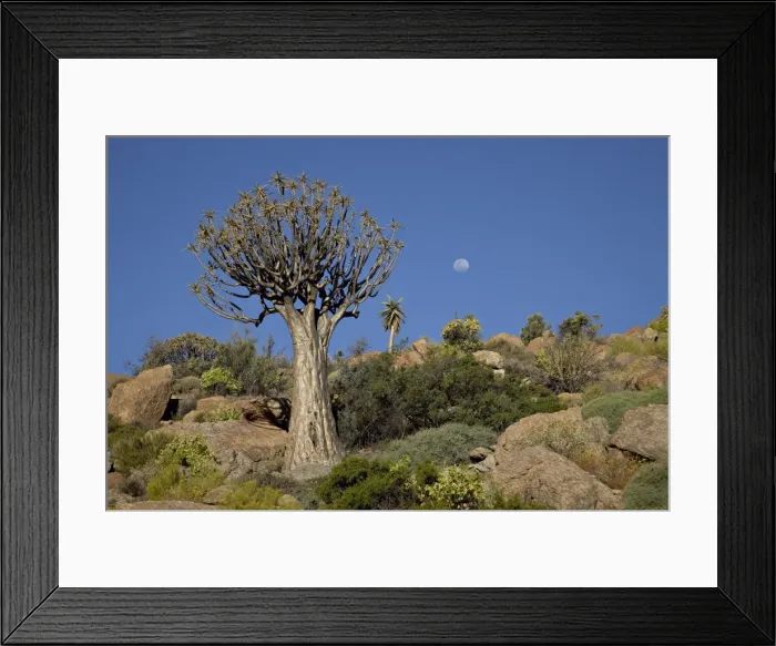 Framed Print : Quiver tree (kokerboom) (Aloe dichotoma) with near-full moon, Springbok Framed Print : Quiver tree (kokerboom) (Aloe dichotoma) with near-full moon, Springbok