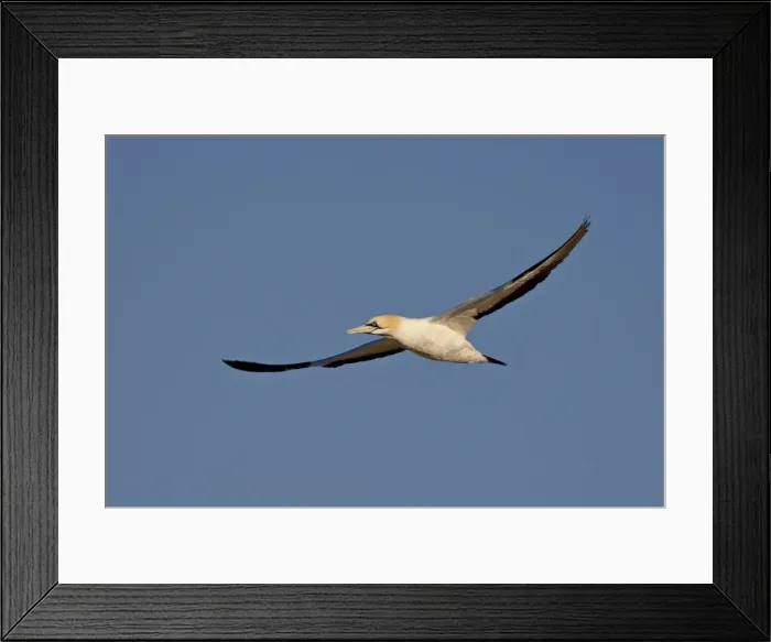 Framed Print : Cape gannet (Morus capensis) in flight, Lamberts Bay, South Africa, Africa Framed Print : Cape gannet (Morus capensis) in flight, Lamberts Bay, South Africa, Africa