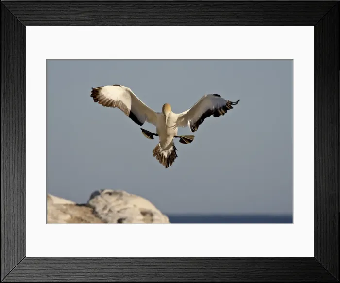 Framed Print : Cape gannet (Morus capensis) landing, Lamberts Bay, South Africa, Africa Framed Print : Cape gannet (Morus capensis) landing, Lamberts Bay, South Africa, Africa