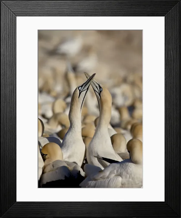 Framed Print : Cape gannet (Morus capensis) pair necking, Bird Island, Lamberts Bay Framed Print : Cape gannet (Morus capensis) pair necking, Bird Island, Lamberts Bay