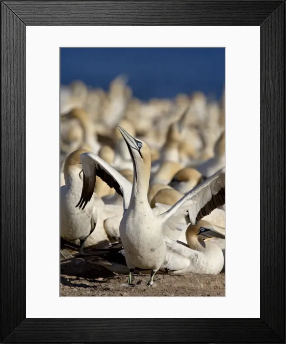 Framed Print : Cape gannet (Morus capensis) displaying at the edge of colony, Bird Island Framed Print : Cape gannet (Morus capensis) displaying at the edge of colony, Bird Island