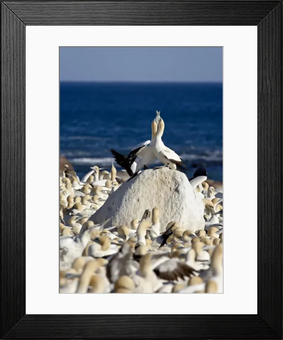 Framed Print : Cape gannet (Morus capensis) pair necking, Bird Island, Lamberts Bay
