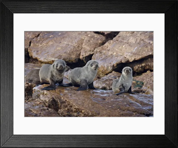 Framed Print : Three Cape fur seal (South African fur seal) (Arctocephalus pusillus) pups Framed Print : Three Cape fur seal (South African fur seal) (Arctocephalus pusillus) pups