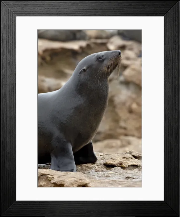 Framed Print : Wet Cape fur seal (South African fur seal) (Arctocephalus pusillus), Elands Bay Framed Print : Wet Cape fur seal (South African fur seal) (Arctocephalus pusillus), Elands Bay