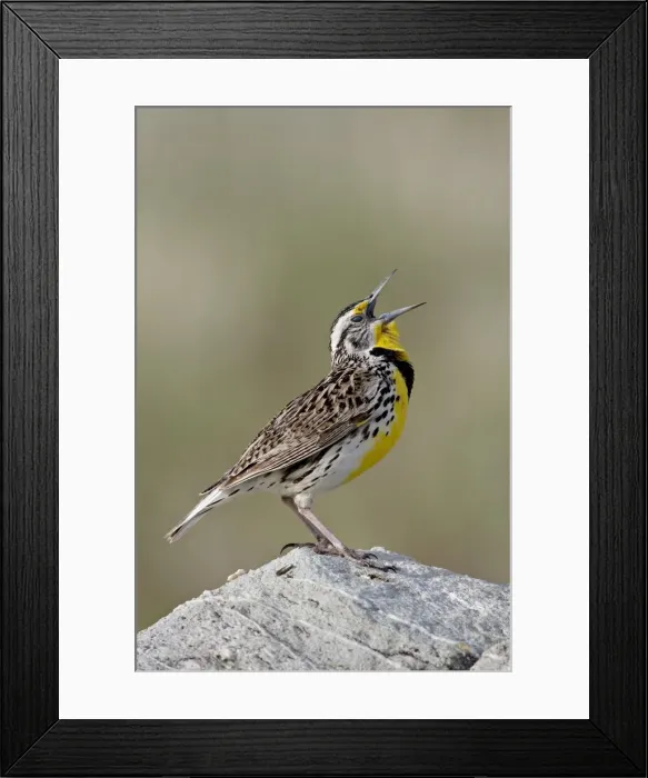 Framed Print : Western meadowlark (Sturnella neglecta) calling, Antelope Island State Park Framed Print : Western meadowlark (Sturnella neglecta) calling, Antelope Island State Park