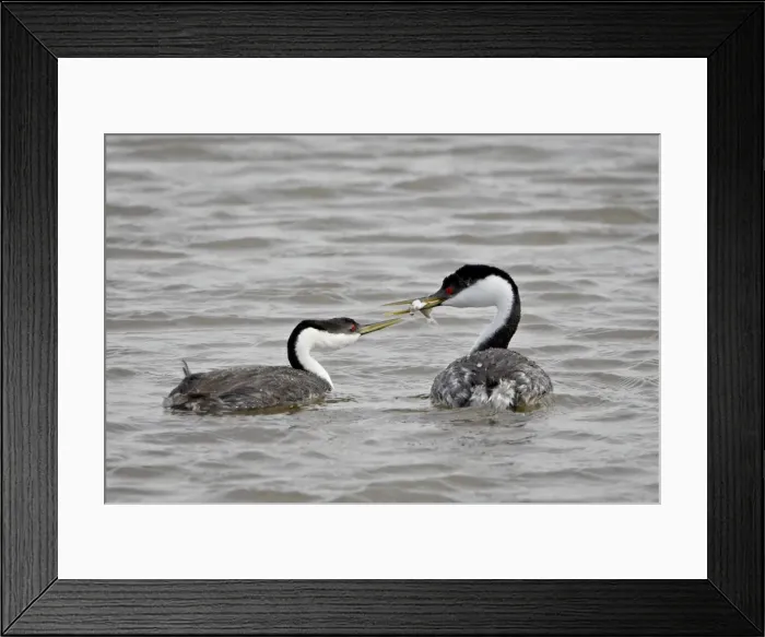 Framed Print : Western grebe (Aechmophorus occidentalis) courtship, Bear River Migratory Bird Refuge Framed Print : Western grebe (Aechmophorus occidentalis) courtship, Bear River Migratory Bird Refuge
