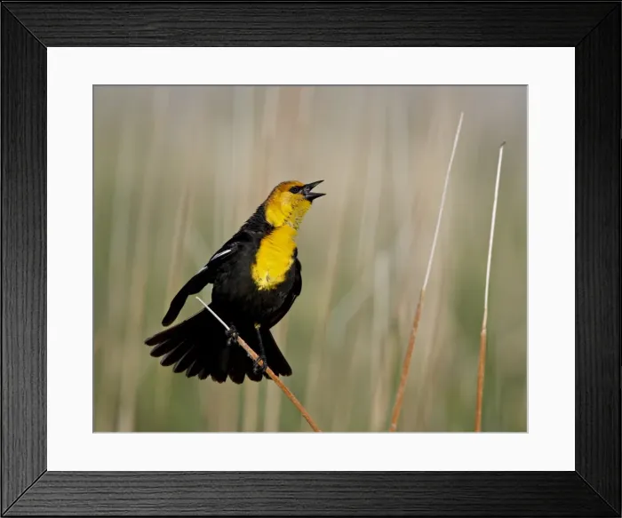 Framed Print : Male yellow-headed blackbird (Xanthocephalus xanthocephalus), Bear River Migratory Bird Refuge Framed Print : Male yellow-headed blackbird (Xanthocephalus xanthocephalus), Bear River Migratory Bird Refuge