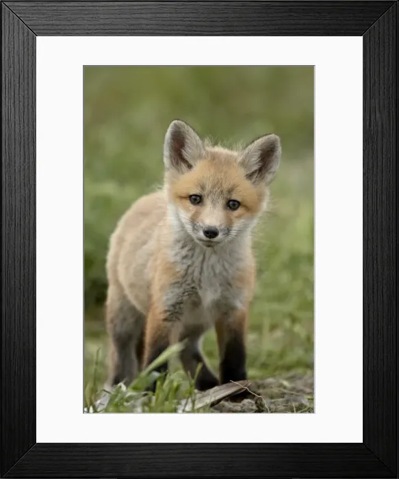 Framed Print : Red fox (Vulpes vulpes) (Vulpes fulva) pup, Bear River Migratory Bird Refuge Framed Print : Red fox (Vulpes vulpes) (Vulpes fulva) pup, Bear River Migratory Bird Refuge
