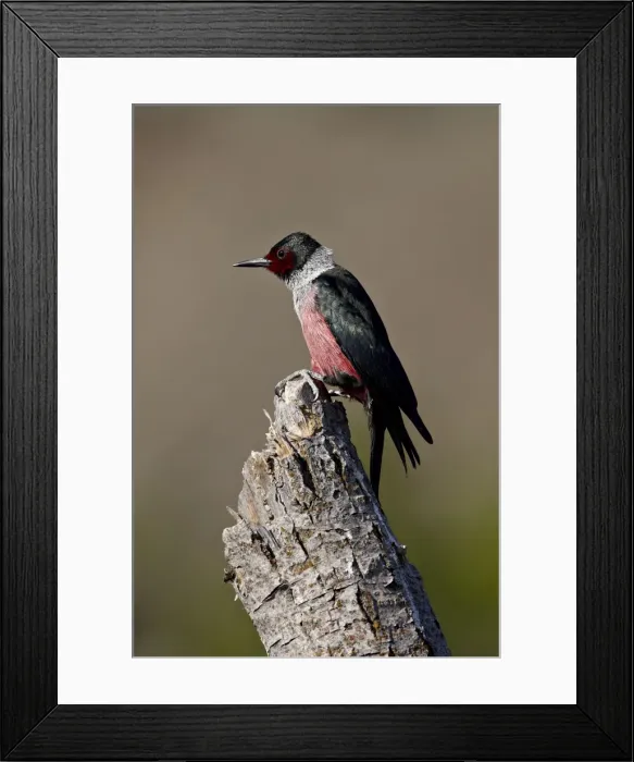Framed Print : Lewiss woodpecker (Melanerpes lewis), Okanogan County, Washington Framed Print : Lewiss woodpecker (Melanerpes lewis), Okanogan County, Washington